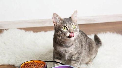 娱乐吃瓜酱大猫咪